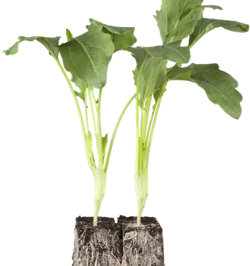 Brassica oleracea var. gongylodes, weiß (GS495141.png)
