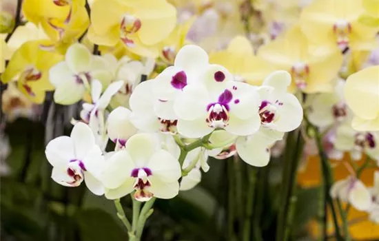 Orchideen: Freilandaufenthalt im Sommer