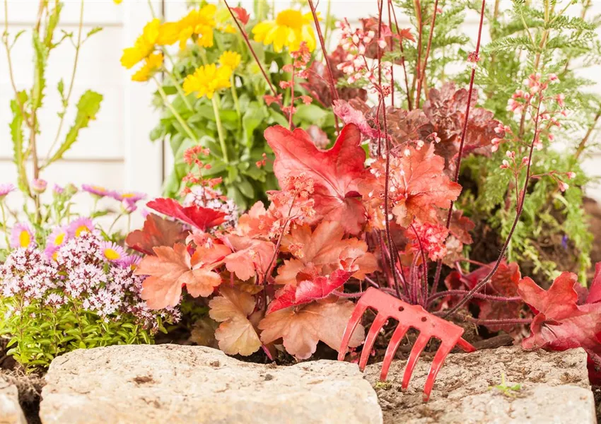 Gehölze 1A Garten Hauner