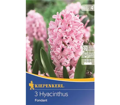 Hyacinthus Fondant
