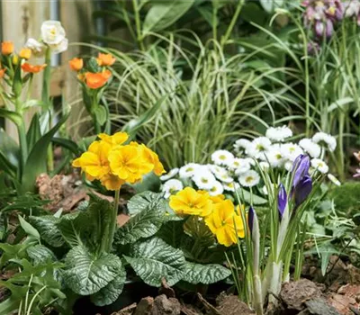 Osterglocke, Tulpe und Hyazinthe: Frühlingsboten auf dem Balkon