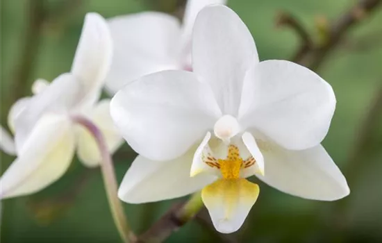 Phalaenopsis 'Wild Orchid'