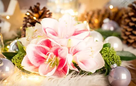 Amaryllis – weihnachtlicher Blütentraum