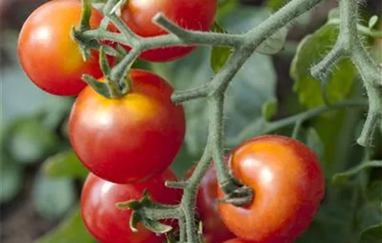 Platzende Tomaten
