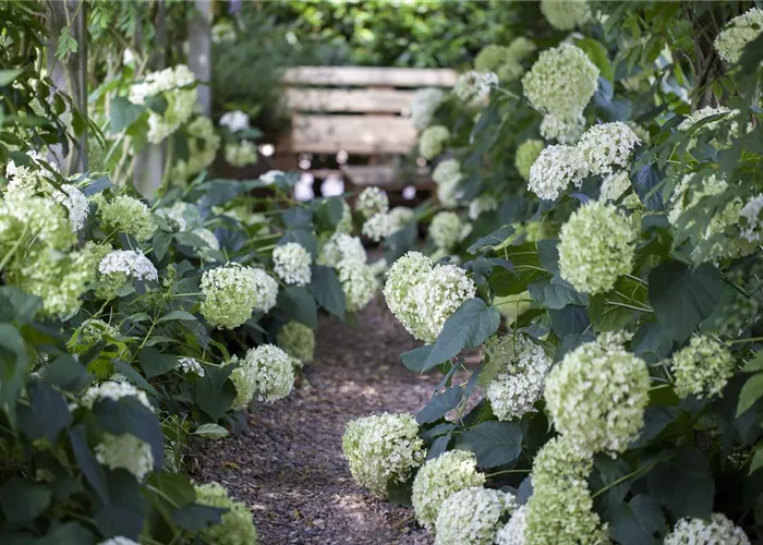 Schattengarten – Tipps zur Gestaltung Schattengarten – Tipps zur Gestaltung