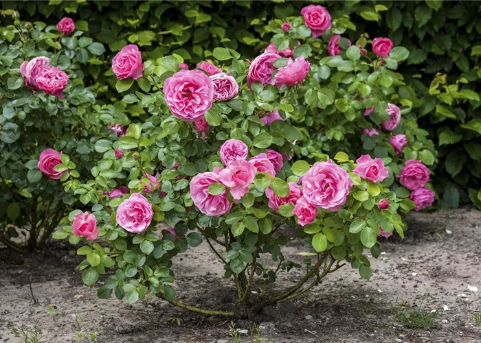 Weniger ist mehr: Rosen durch die richtige Düngung fit für den Winter machen