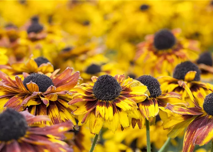 Sommerblumen