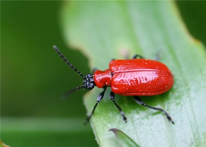 Auf Lilienhähnchen achten