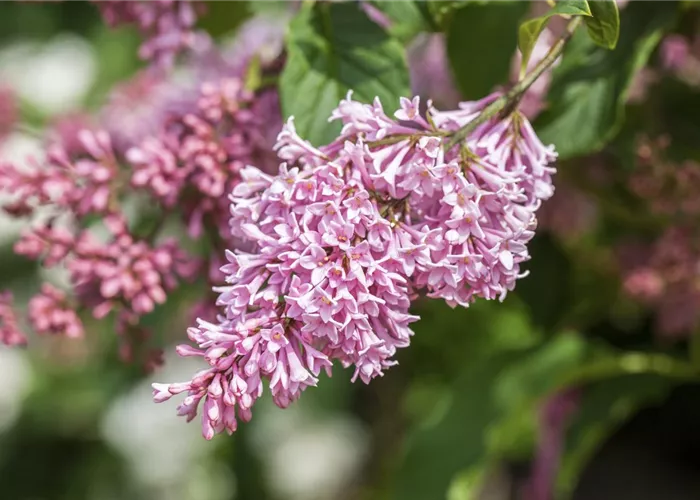 Fliederblüten ausbrechen