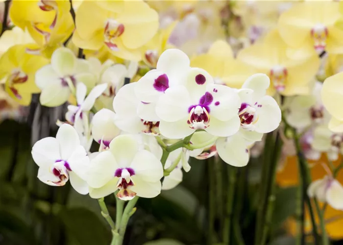 Orchideen: Freilandaufenthalt im Sommer