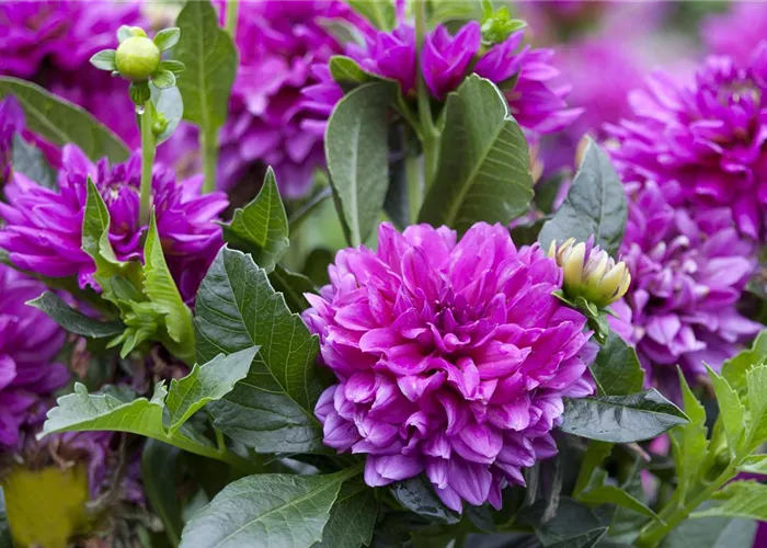 Dahlien pflanzen