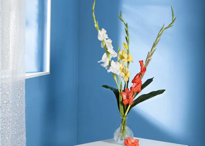Gladiolen für die Vase