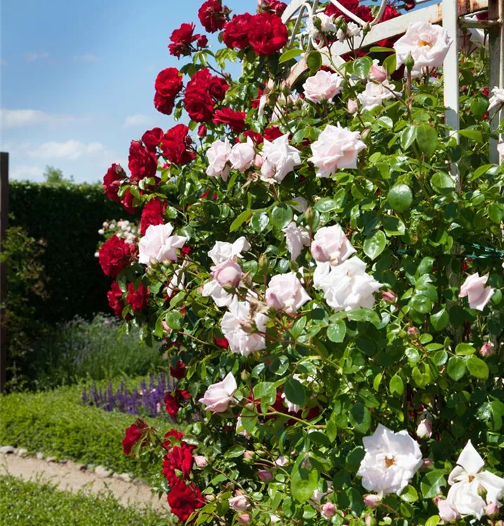 Kletterrose