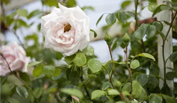 1A Garten Hauner
