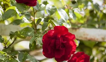 1A Garten Hauner
