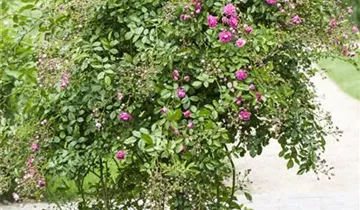 1A Garten Hauner