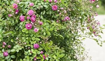 1A Garten Hauner