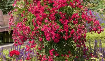 1A Garten Hauner