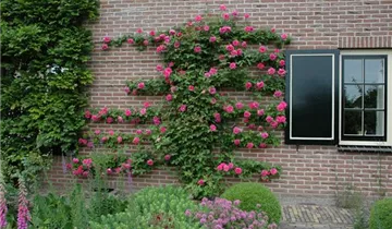 1A Garten Hauner