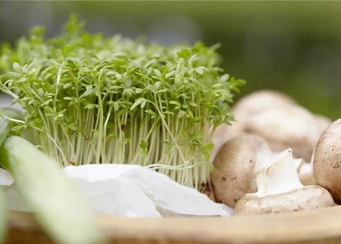 Frische Vitamine von der Fensterbank