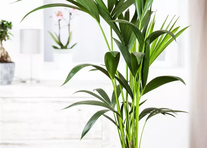 Pflanzen-Giganten mit Stil und Charme