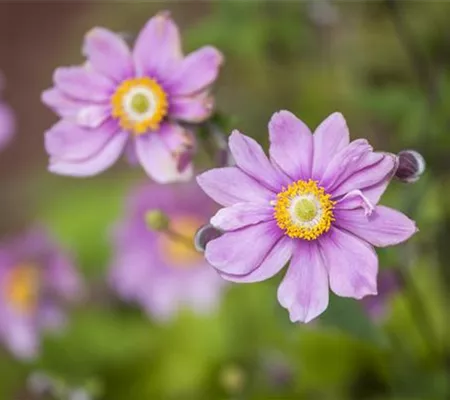 Anemonen bereichern Ihren Garten