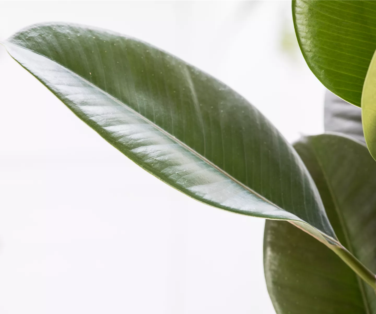 Blattfall beim Gummibaum