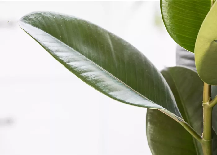 Blattfall beim Gummibaum