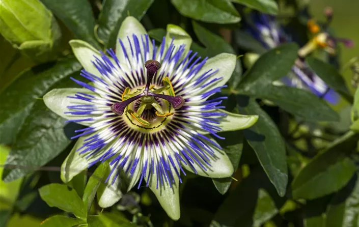 Passiflora caerulea
