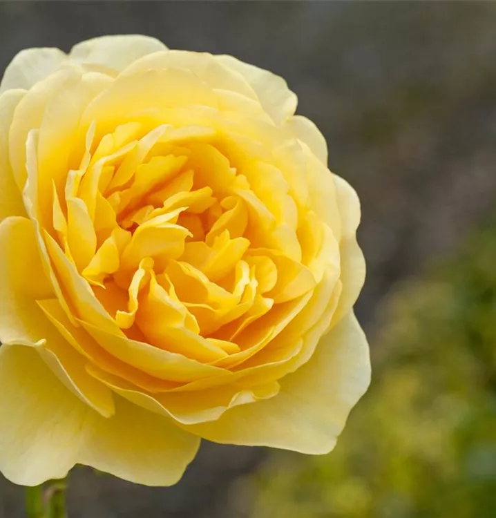 Englische Rose