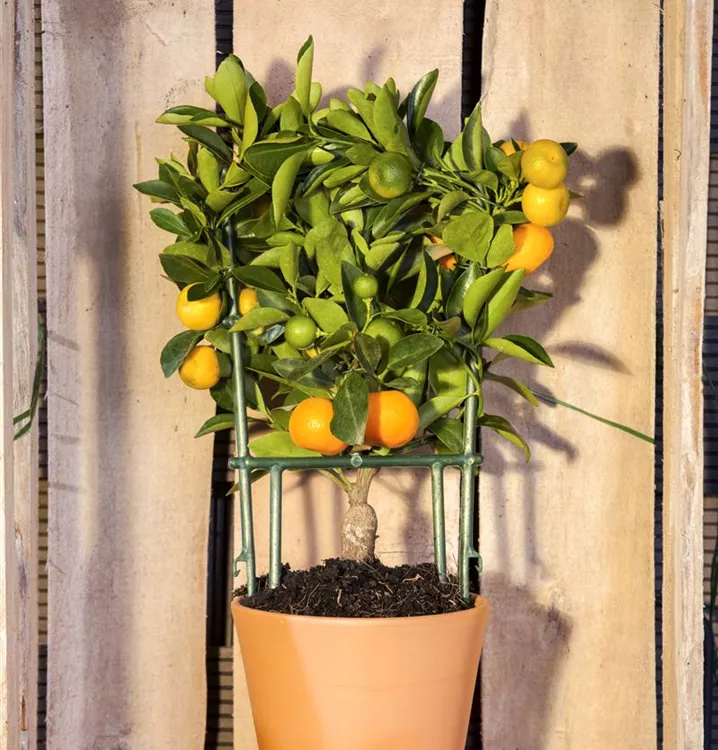 Zitruspflanze