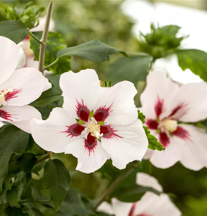 Garteneibisch 'Hamabo'