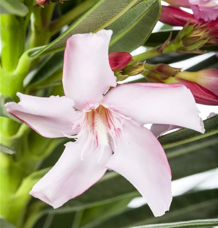 Oleander