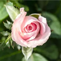 Rosa 'Infinity Rose'