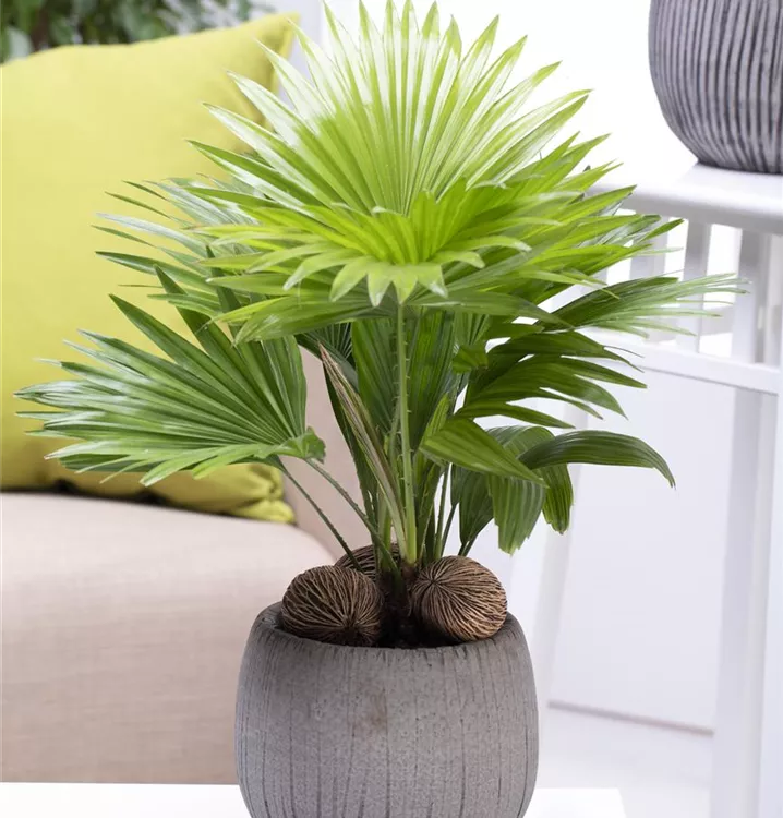 Chinesische Livingstonpalme