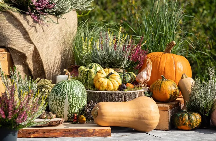 Herbstliche Dekoration mit Kürbissen und Heide