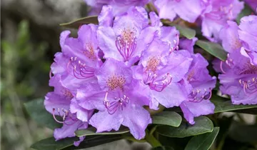 1A Garten Hauner
