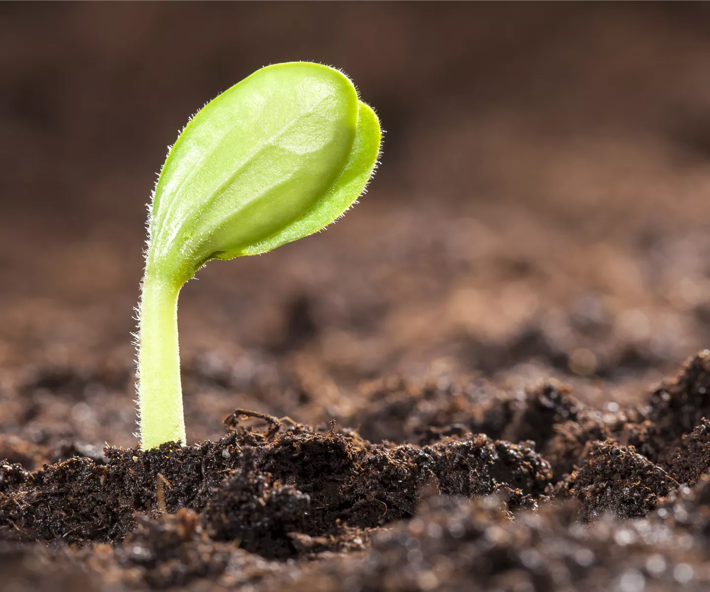 Mit dem Anbau im Gewächshaus schon im Mai die erste Ernte feiern