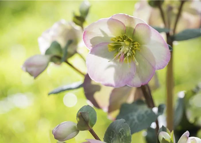 Christrose und Lenzrose