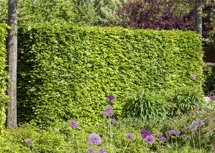 Hecken vor Streusalz schützen