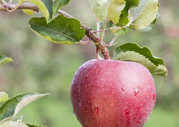 Fruchtmumien entfernen