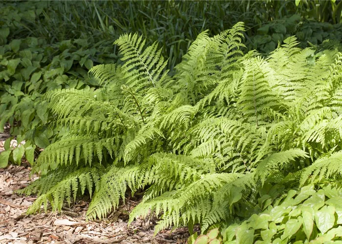 Farbenfrohe Schatten - schattige Stellen im Garten müssen nicht trist sein