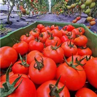 tomaten eigenanbau.jpg
