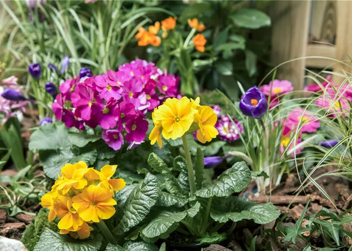 Primeln pflanzen und einen bunten Frühling genießen