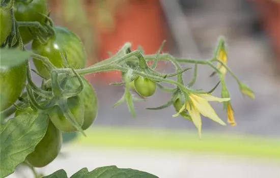 Tomaten ausgeizen