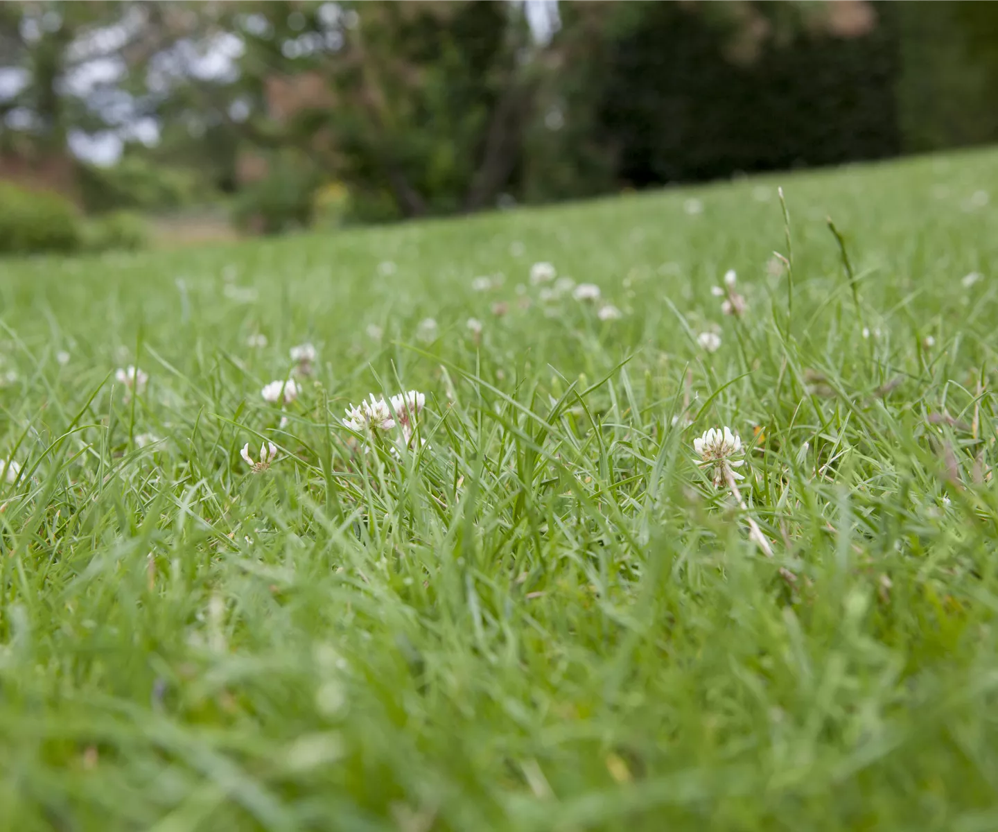 Die Kleintierwiese – schaffen Sie Lebensraum für Kaninchen und Co.