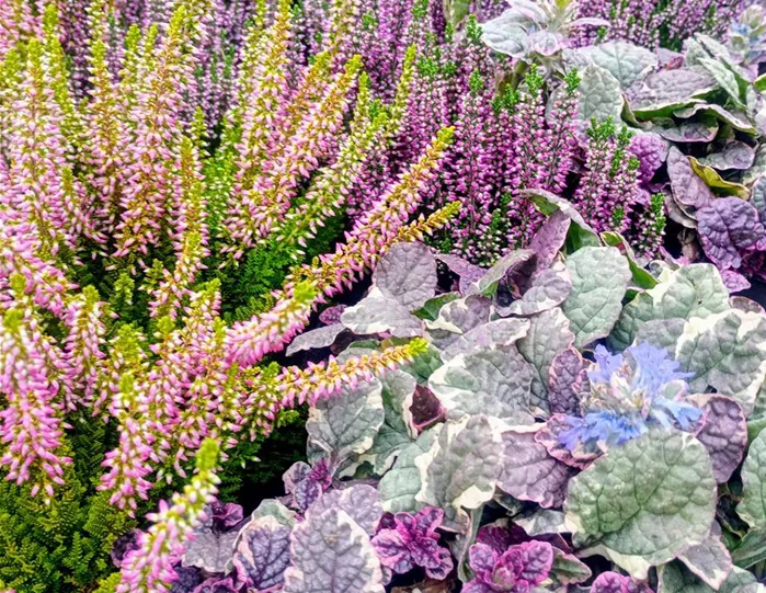 calluna und ajuga.jpg