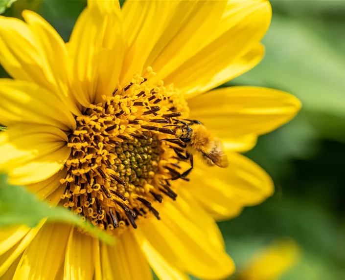 Wildbiene an Sonnenblume