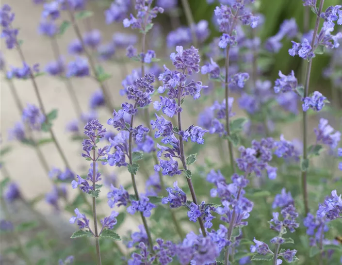 Nepeta x faassenii