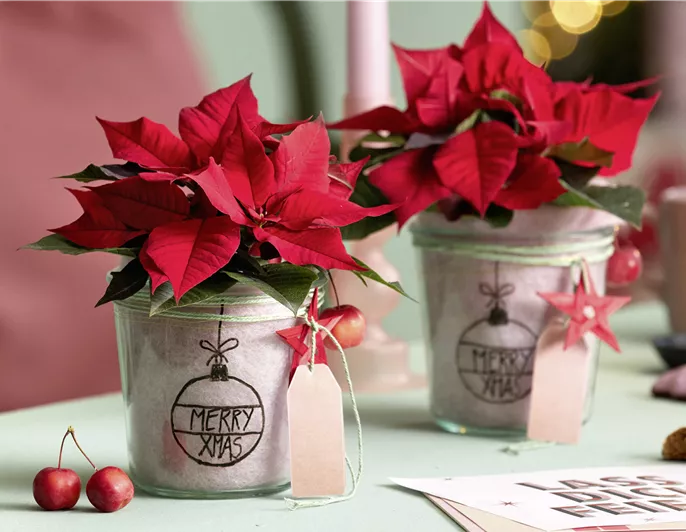 2025_Poinsettia_02150_DIY_Cute_Upcycled_Festive_Jar_Planter_04.jpg